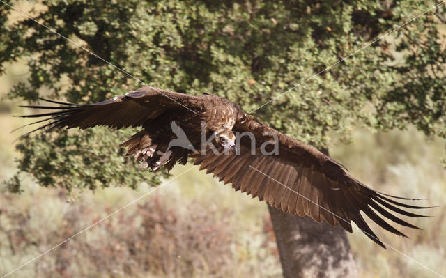 Monniksgier (Aegypius monachus)