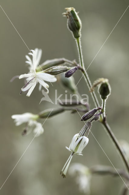 Nachtsilene (Silene nutans)