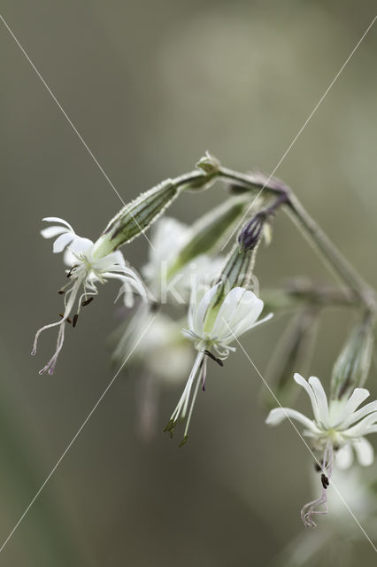 Nachtsilene (Silene nutans)