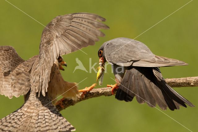 Roodpootvalk (Falco vespertinus)