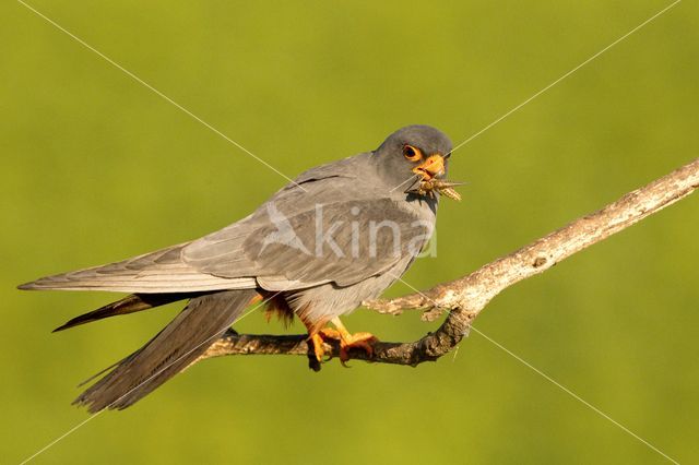 Roodpootvalk (Falco vespertinus)