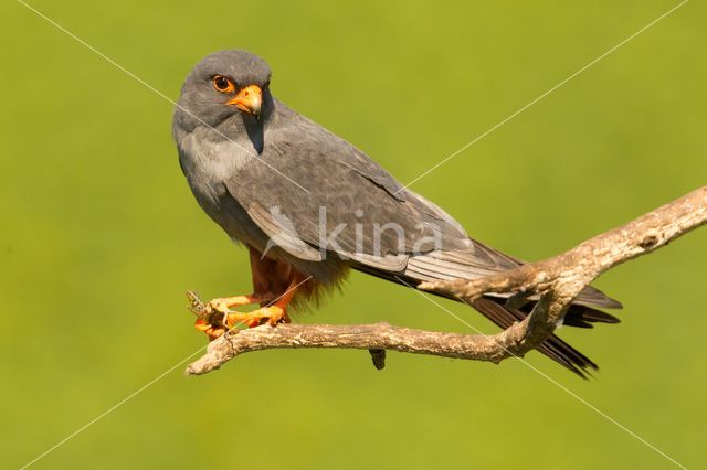 Roodpootvalk (Falco vespertinus)