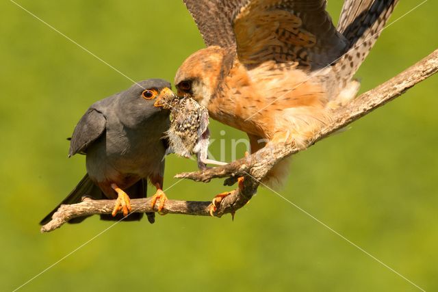 Roodpootvalk (Falco vespertinus)