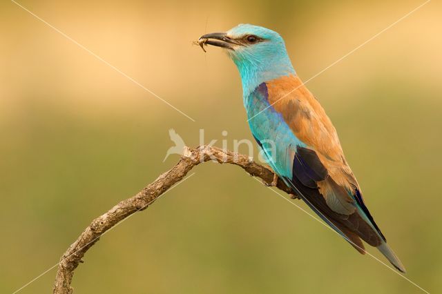 Scharrelaar (Coracias garrulus)