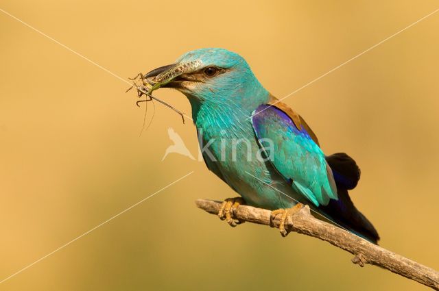 Scharrelaar (Coracias garrulus)