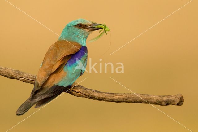 Scharrelaar (Coracias garrulus)