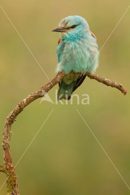 Scharrelaar (Coracias garrulus)