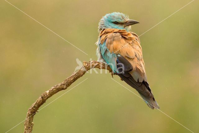 Scharrelaar (Coracias garrulus)