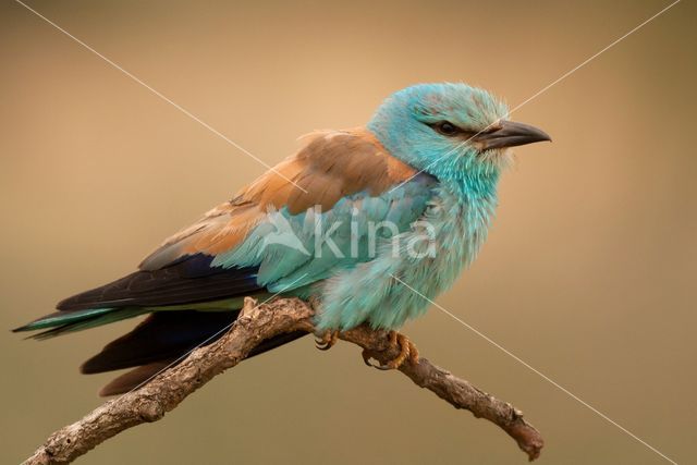 Scharrelaar (Coracias garrulus)