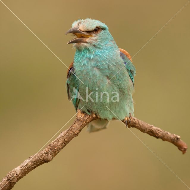 Scharrelaar (Coracias garrulus)