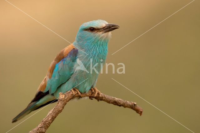 Scharrelaar (Coracias garrulus)