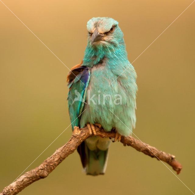 Scharrelaar (Coracias garrulus)