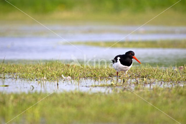 Scholekster (Haematopus ostralegus)