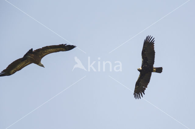 Spaanse Keizerarend (Aquila adalberti)