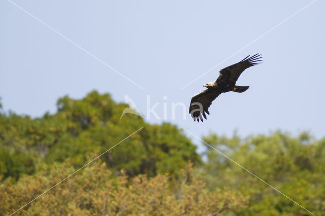 Spaanse Keizerarend (Aquila adalberti)