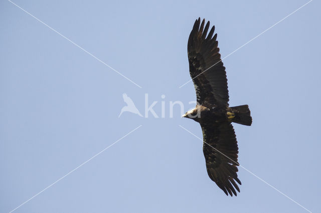 Spaanse Keizerarend (Aquila adalberti)