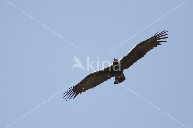 Spaanse Keizerarend (Aquila adalberti)