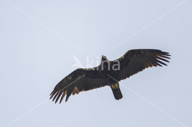 Adalbert's Eagle