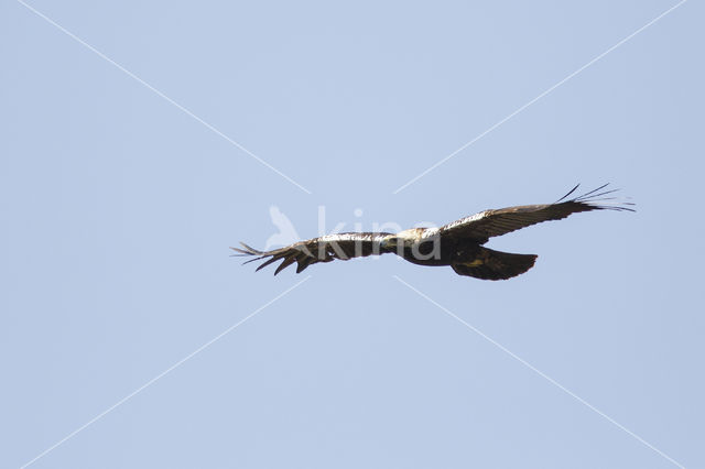 Spaanse Keizerarend (Aquila adalberti)