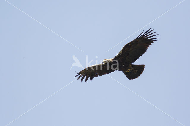 Spaanse Keizerarend (Aquila adalberti)