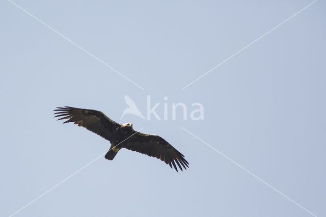 Spaanse Keizerarend (Aquila adalberti)