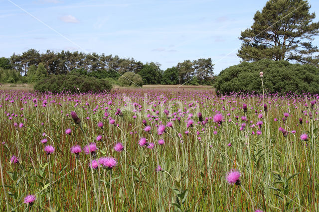 Spaanse ruiter (Cirsium dissectum)