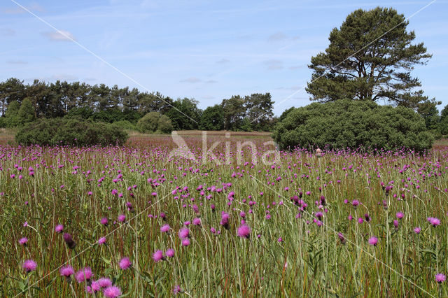 Spaanse ruiter (Cirsium dissectum)