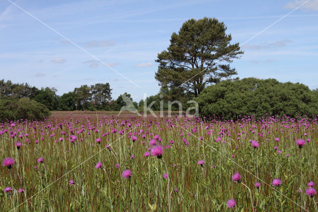 Spaanse ruiter (Cirsium dissectum)