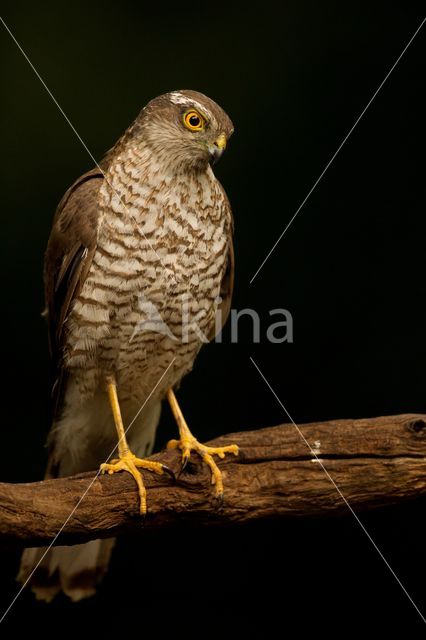 Sperwer (Accipiter nisus)