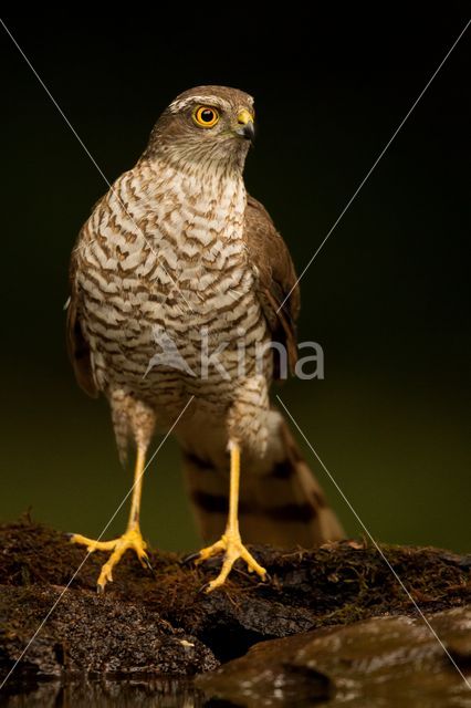 Sperwer (Accipiter nisus)