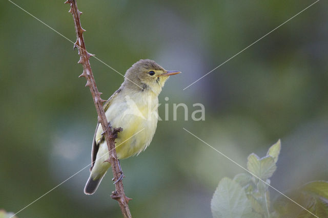 Spotvogel (Hippolais icterina)