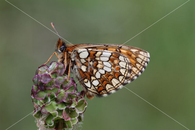 Steppeparelmoervlinder (Melitaea aurelia)