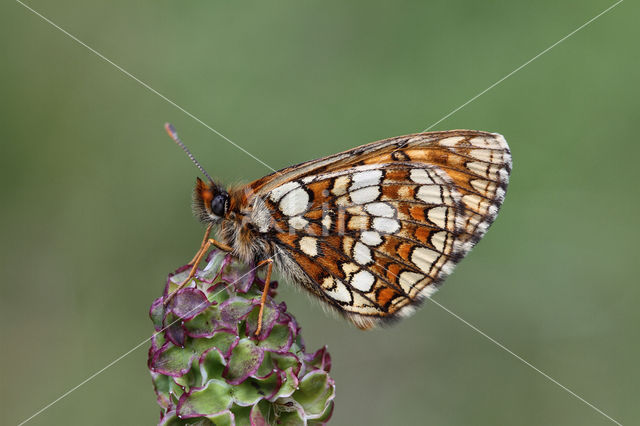 Steppeparelmoervlinder (Melitaea aurelia)