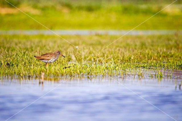 Common Redshank (Tringa totanus)