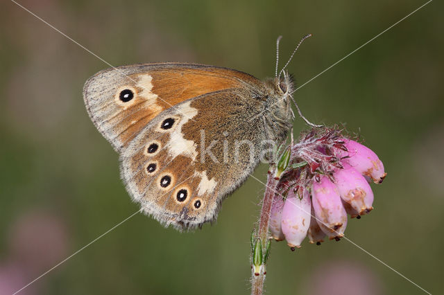 Veenhooibeestje (Coenonympha tullia)