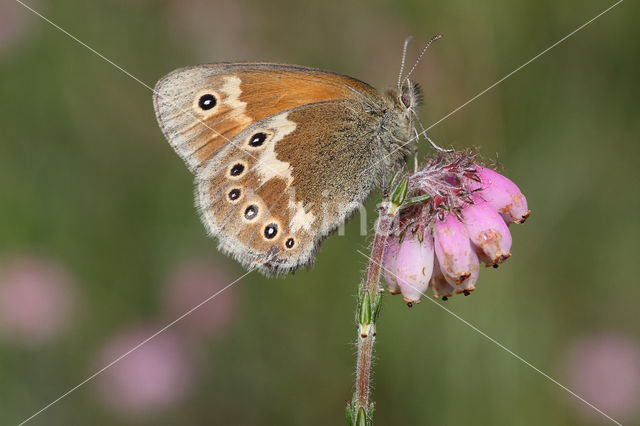 Veenhooibeestje (Coenonympha tullia)