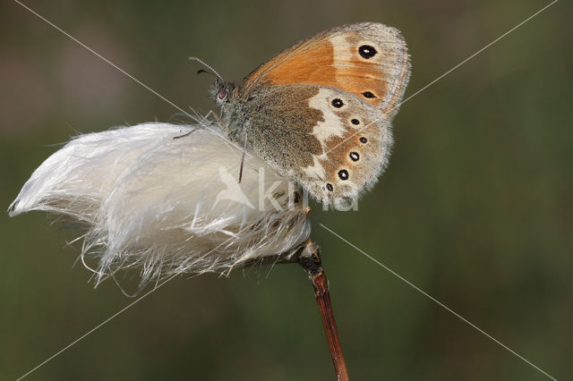 Large Heath (Coenonympha tullia)