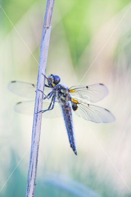 Viervlek (Libellula quadrimaculata)