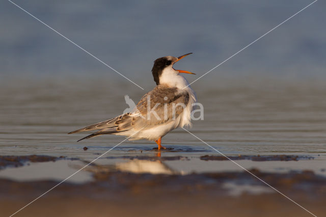 Common Tern (Sterna hirundo)