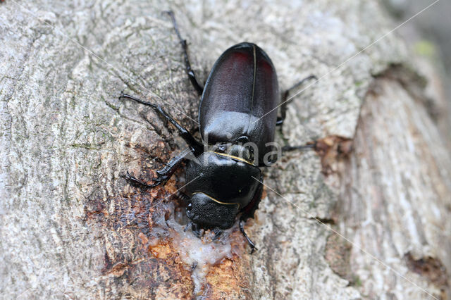 Vliegend hert (Lucanus cervus)