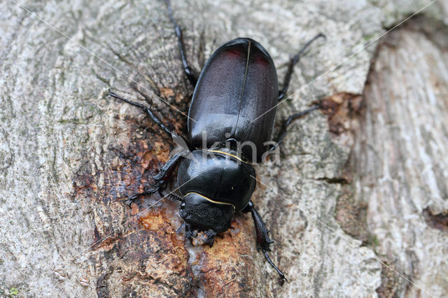 Vliegend hert (Lucanus cervus)