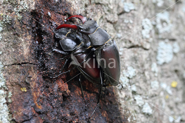 Vliegend hert (Lucanus cervus)