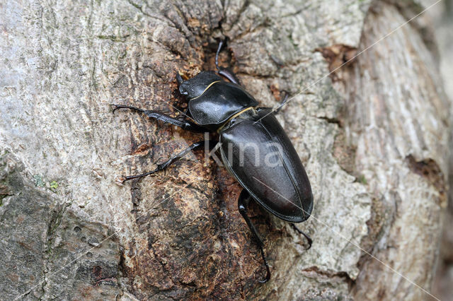 Vliegend hert (Lucanus cervus)