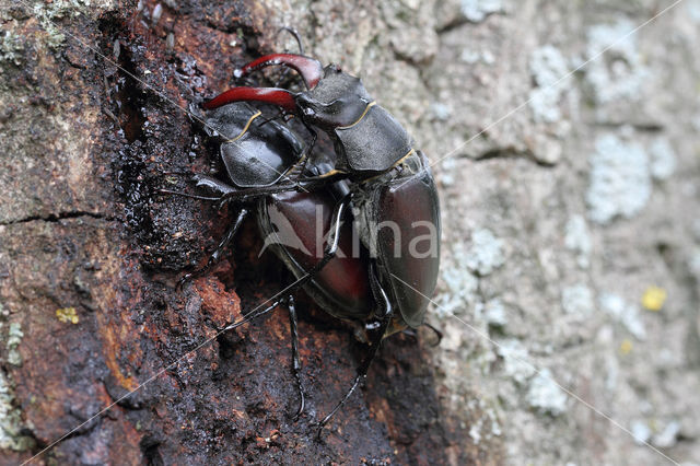 Vliegend hert (Lucanus cervus)