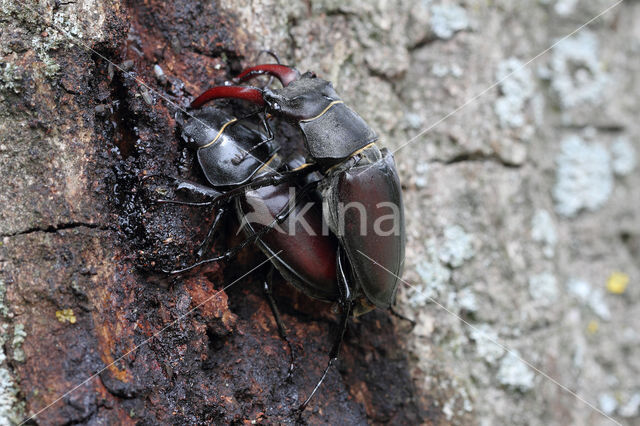 Vliegend hert (Lucanus cervus)