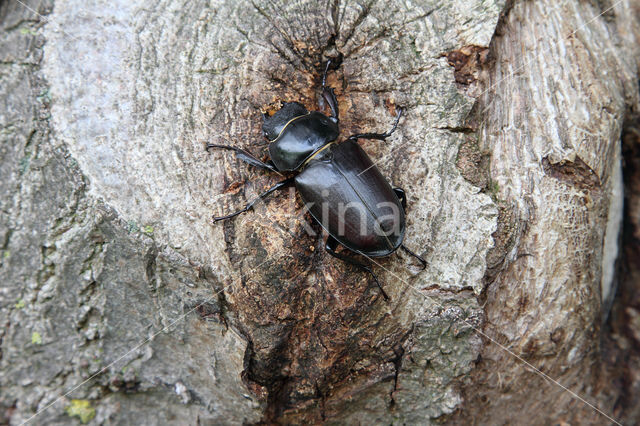 Vliegend hert (Lucanus cervus)