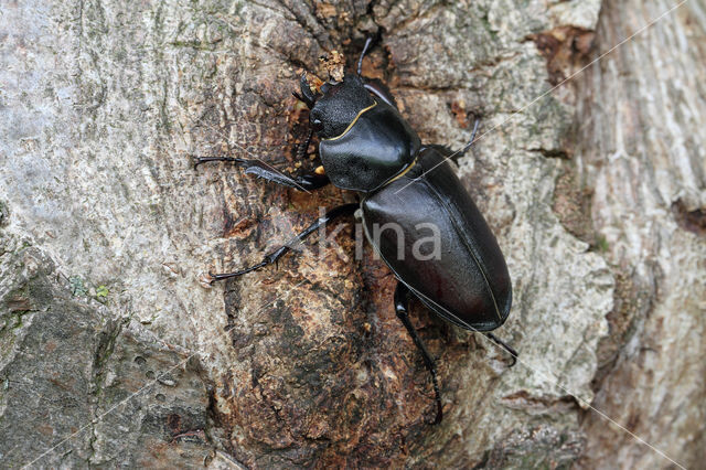 Vliegend hert (Lucanus cervus)