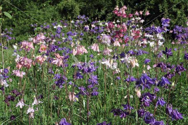 Wilde akelei (Aquilegia vulgaris)