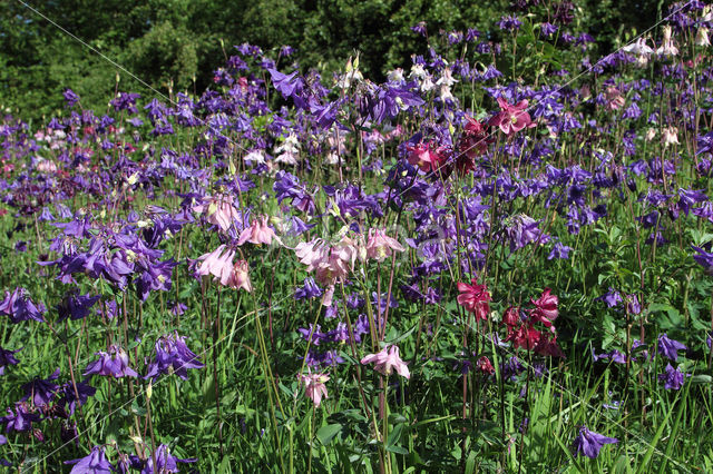 Wilde akelei (Aquilegia vulgaris)