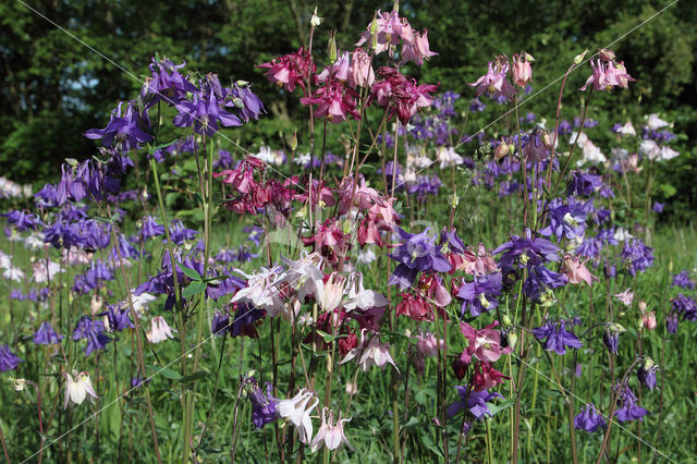 Wilde akelei (Aquilegia vulgaris)